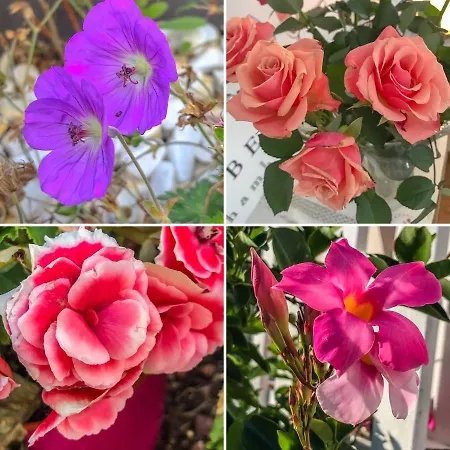 La Dormance 4* 본느