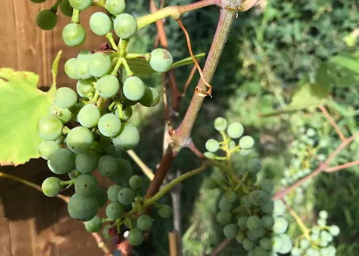 Bed and breakfast La Dormance 4*